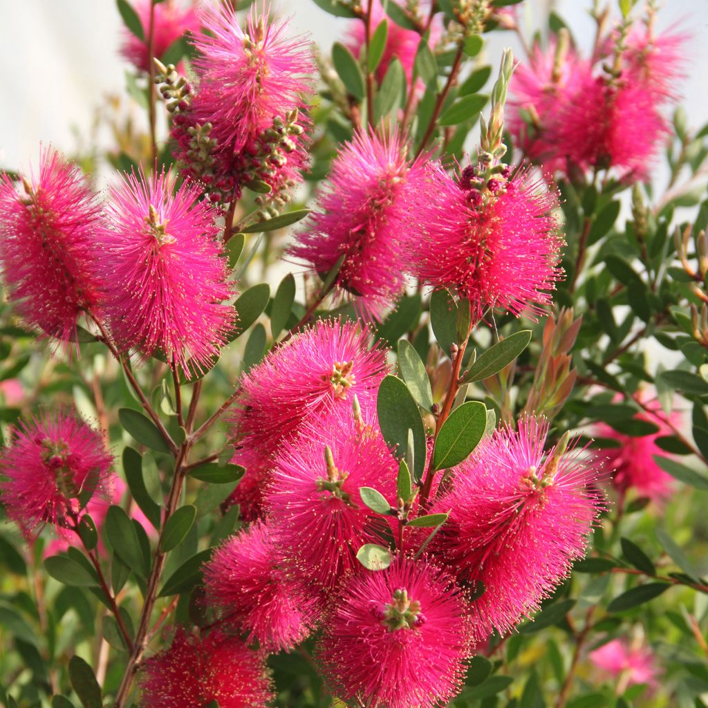 Callistemon viminalis Hot Pink - Lampenpoetser