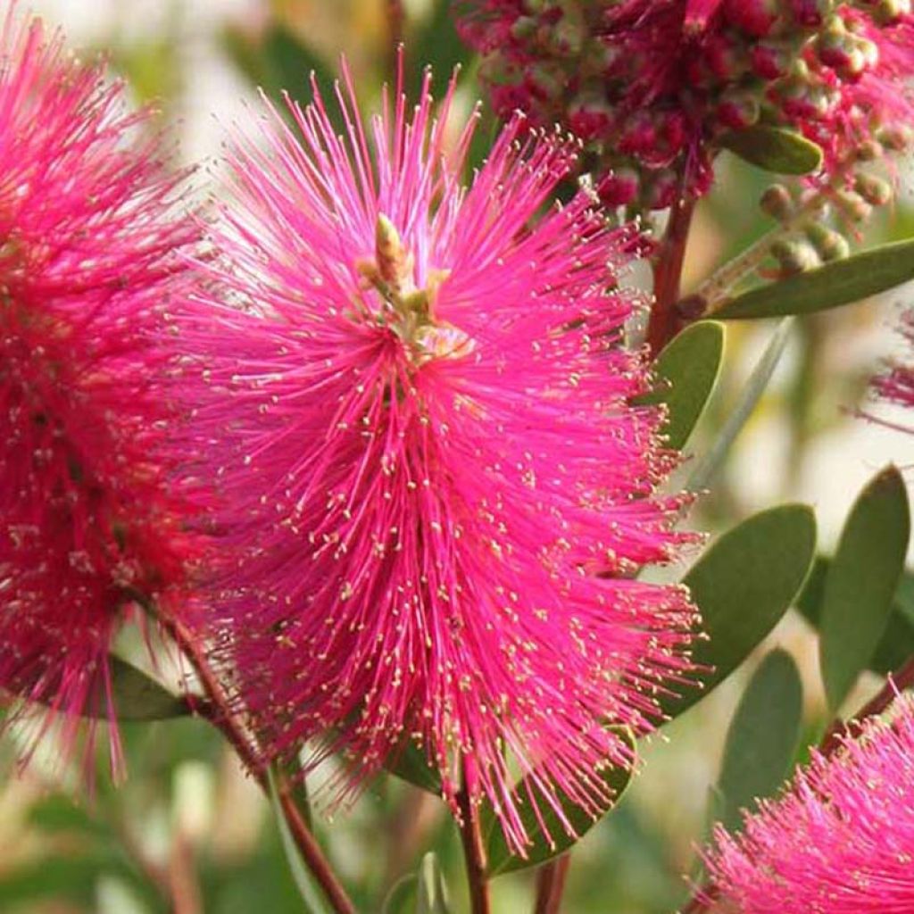 Callistemon viminalis Hot Pink - Lampenpoetser