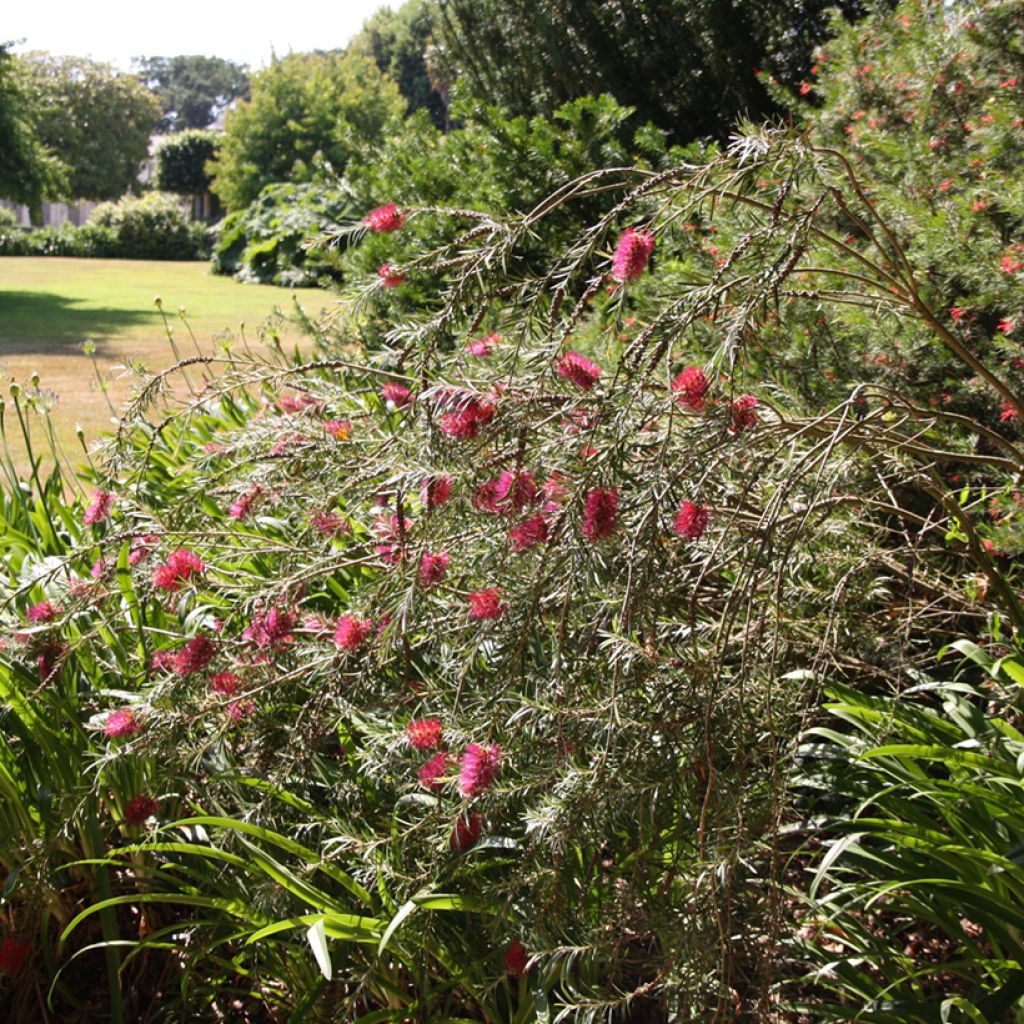 Callistemon viminalis - Lampenpoetser