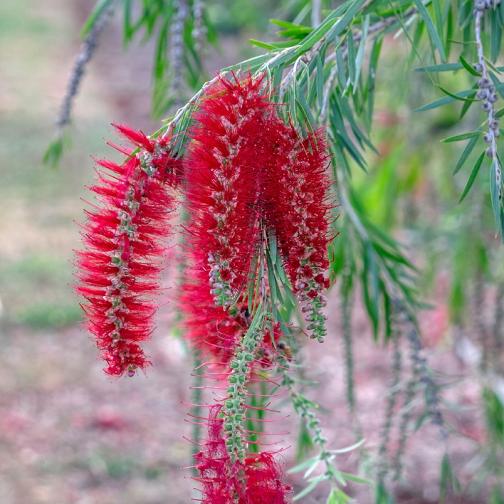 Callistemon viminalis - Lampenpoetser