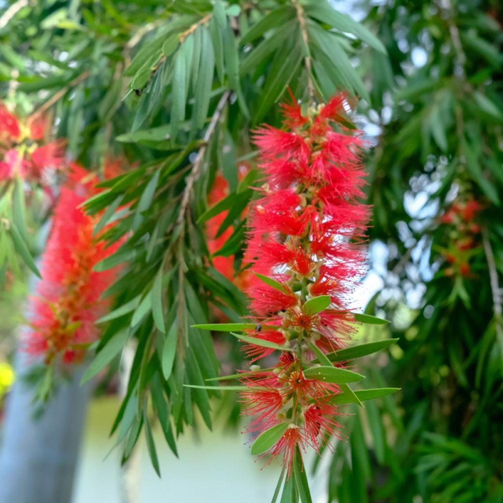 Callistemon viminalis - Lampenpoetser