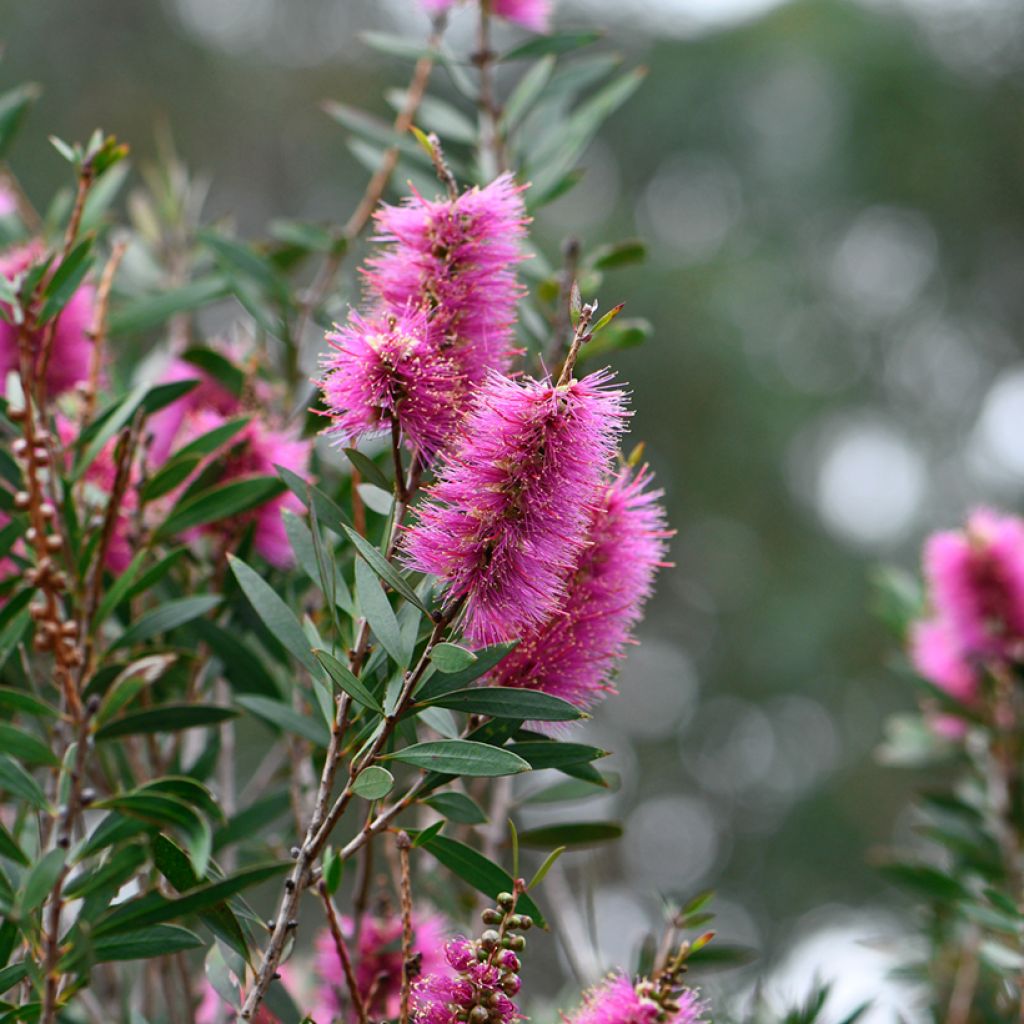 Callistemon violaceus - Lampenpoetser