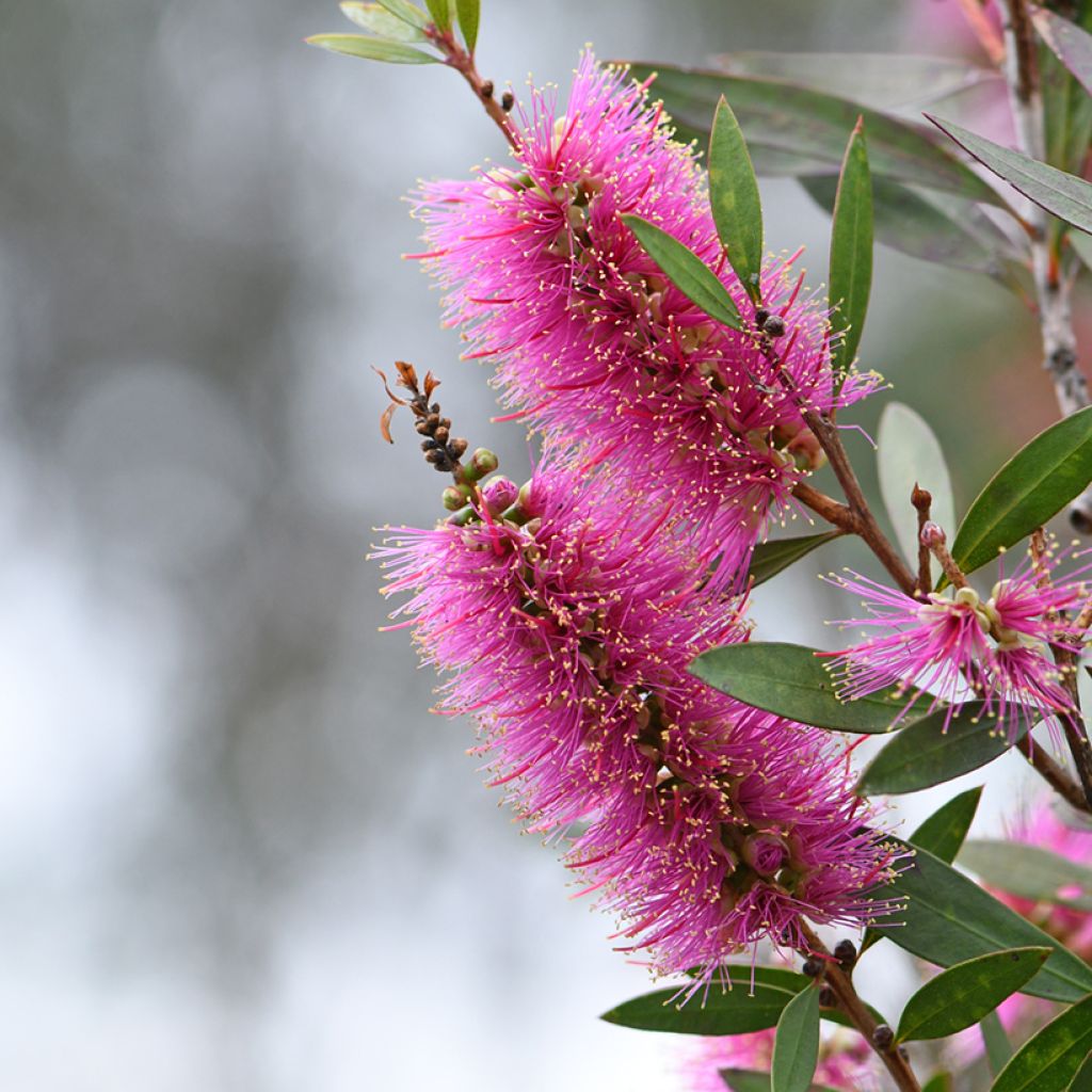 Callistemon violaceus - Lampenpoetser