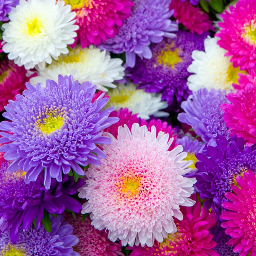 Zomeraster Princess (zaad) - Callistephus chinensis