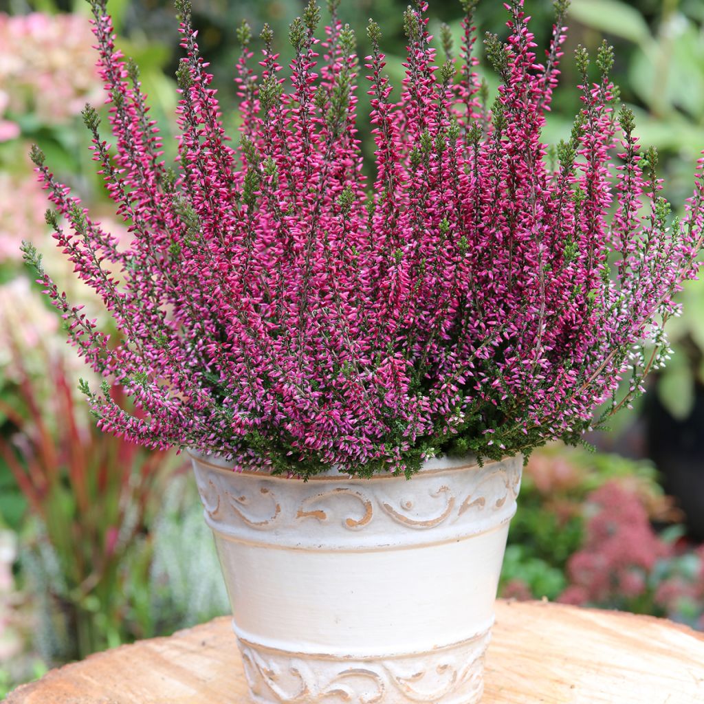 Calluna vulgaris Garden Girls Amethyst - Zomerheide