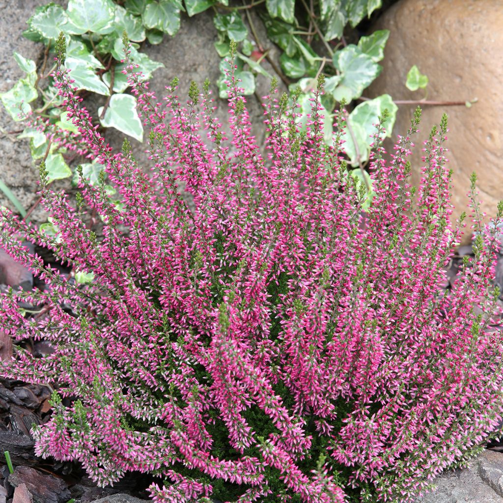 Calluna vulgaris Garden Girls Angie - Zomerheide