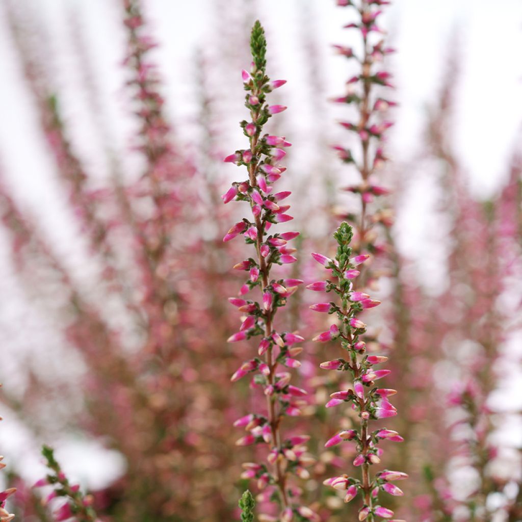 Calluna vulgaris Garden Girls Angie - Zomerheide