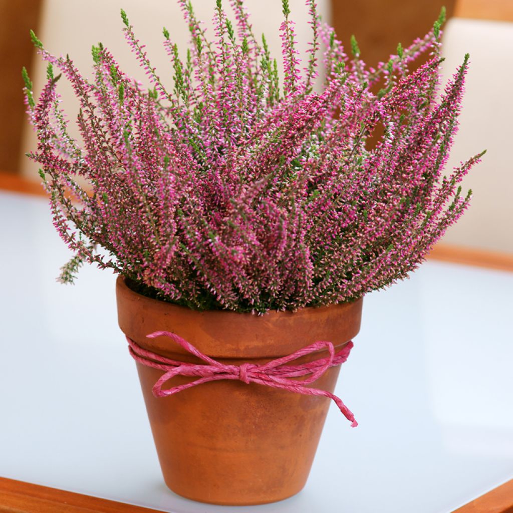 Calluna vulgaris Garden Girls Angie - Zomerheide