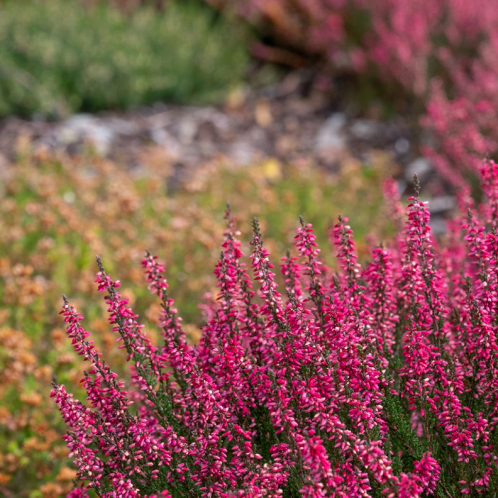 Calluna vulgaris Garden Girls Athene - Zomerheide