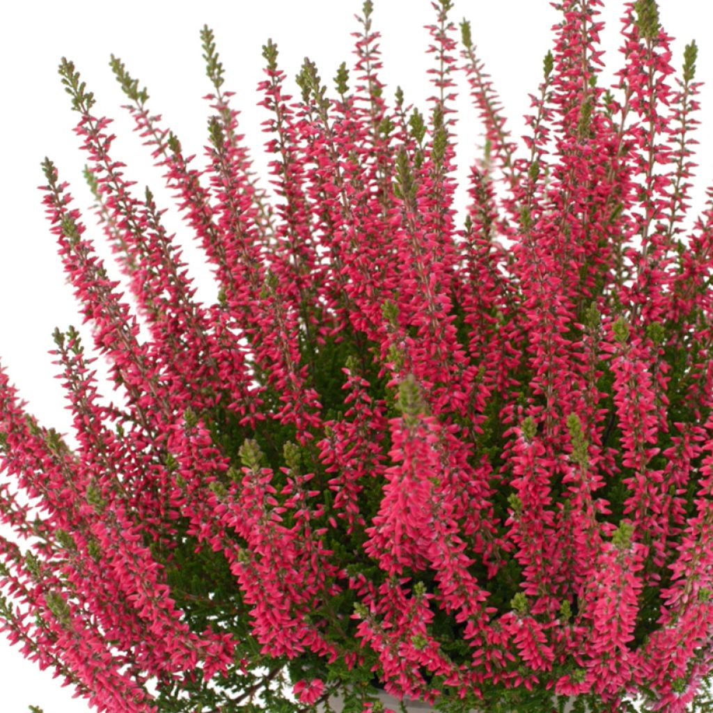 Calluna vulgaris Garden Girls Franca - Zomerheide