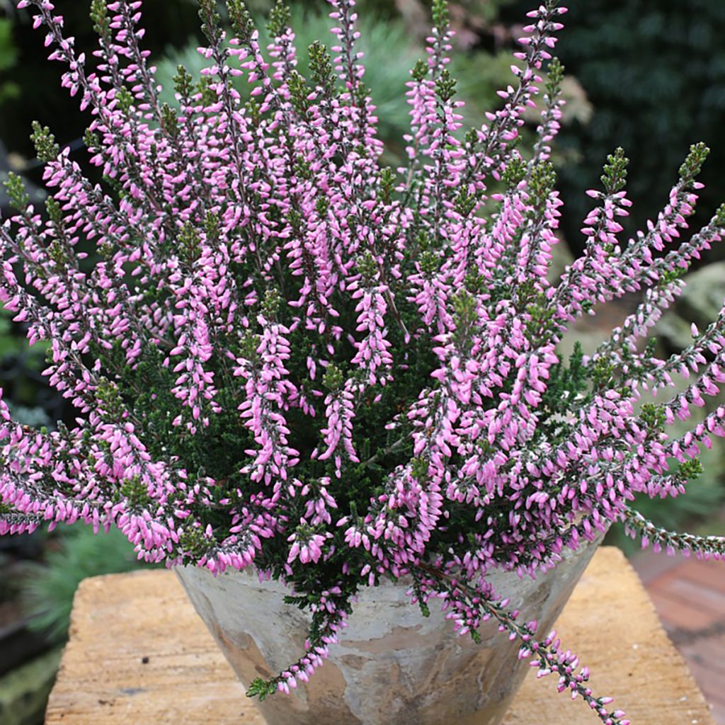 Calluna vulgaris Garden Girls Lena - Zomerheide