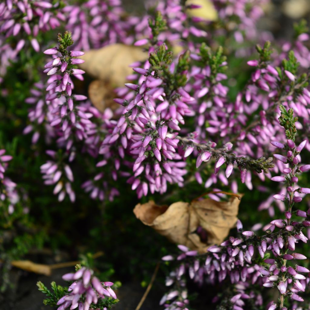 Calluna vulgaris Garden Girls Lena - Zomerheide