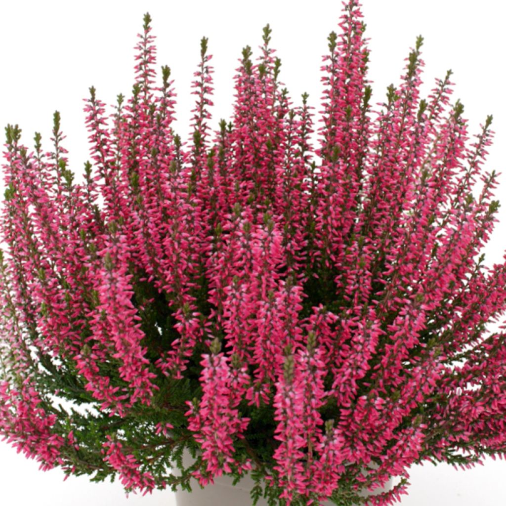Calluna Garden Girls Lioba - Zomerheide