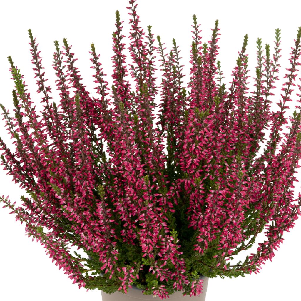 Calluna vulgaris Garden Girls Martina - Zomerheide