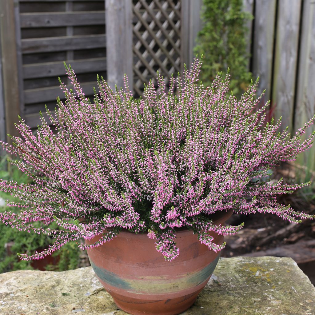 Calluna vulgaris Garden Girls Pink Angie - Zomerheide