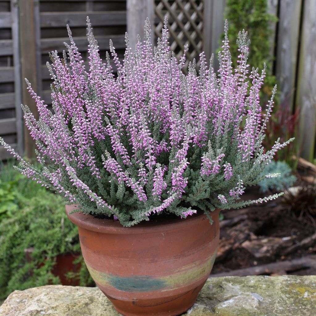 Calluna vulgaris Garden Girls Silvana - Zomerheide