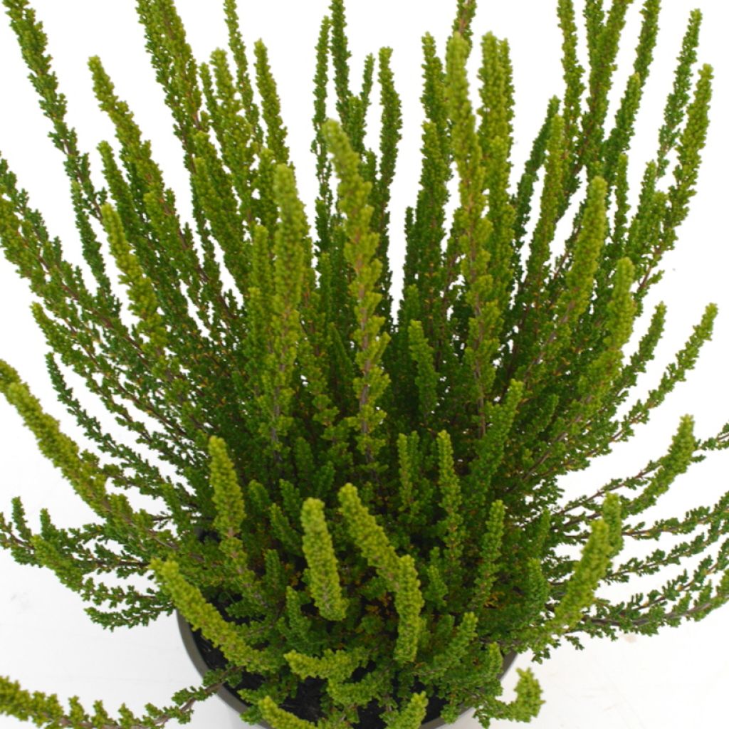 Calluna Garden Girls Zelia - Zomerheide