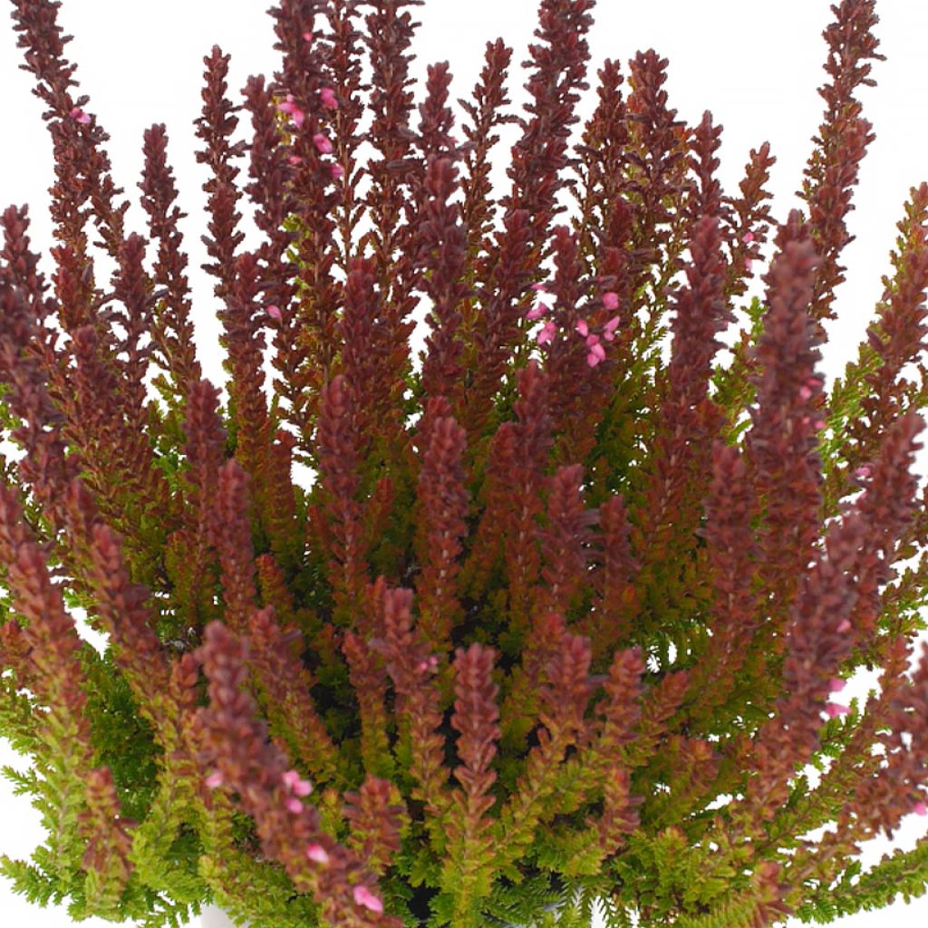 Calluna Garden Girls Zorina - Zomerheide