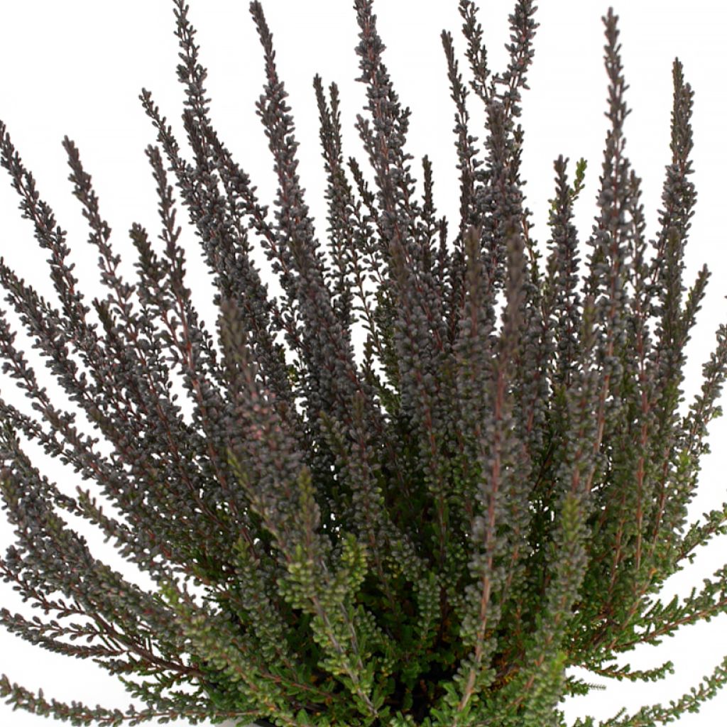 Calluna Garden Girls Zulu - Zomerheide