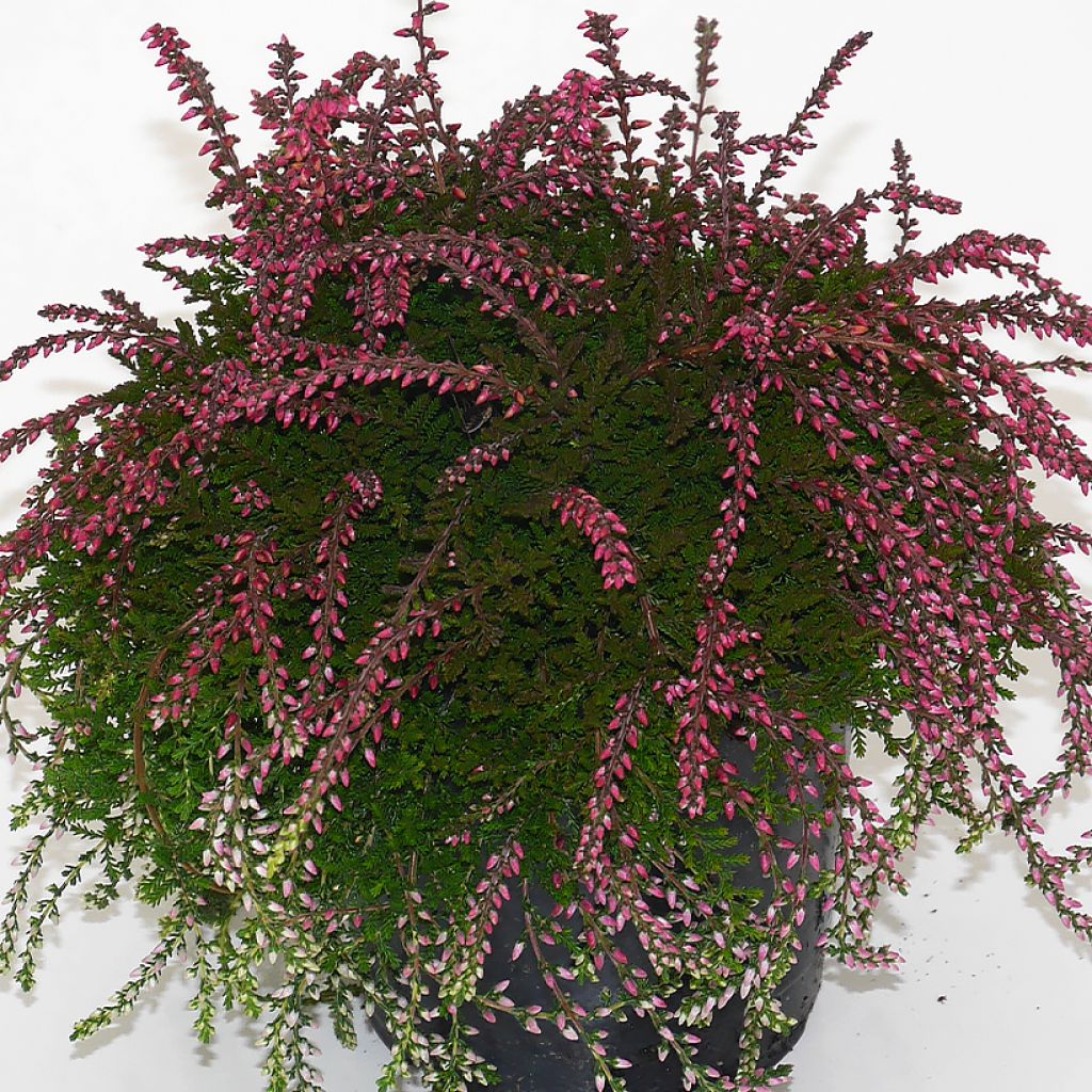 Calluna vulgaris Rasta Girls Maïté - Zomerheide