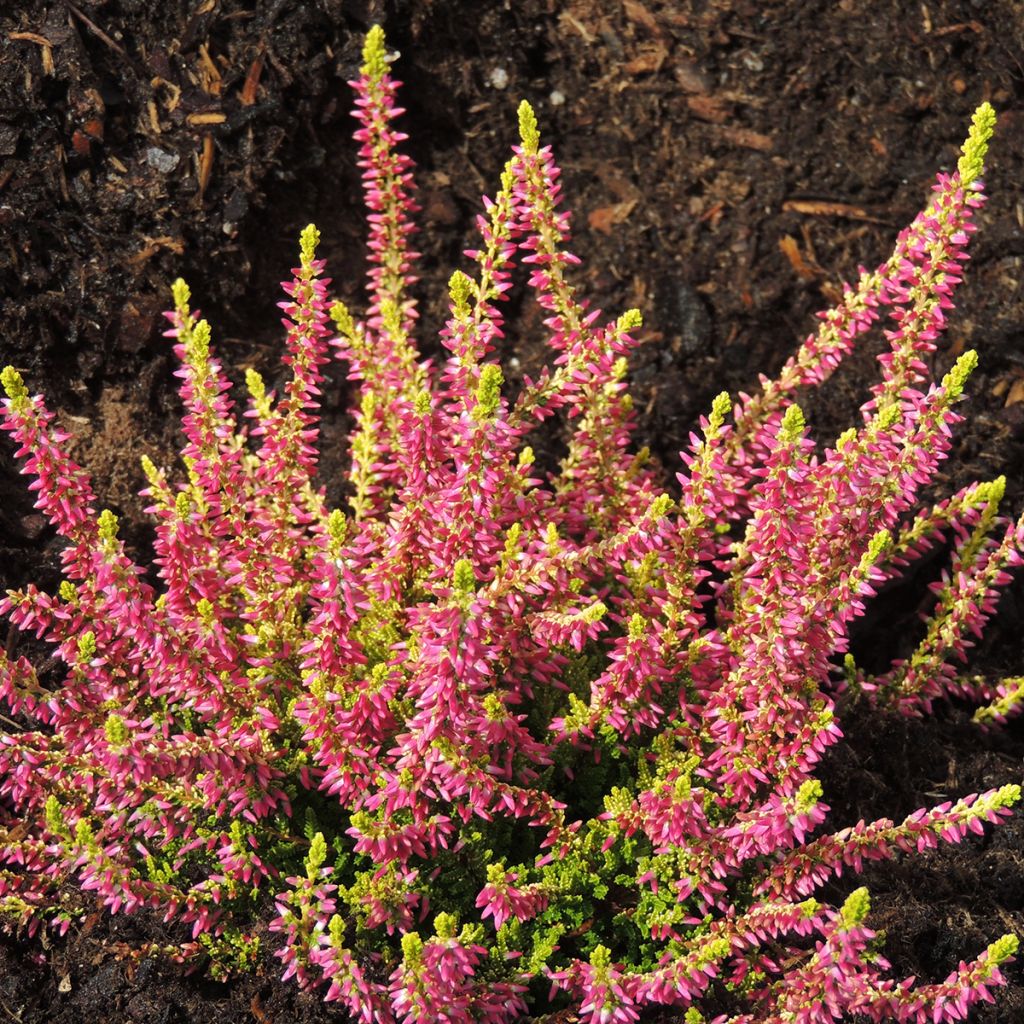 Calluna vulgaris Golden Angie - Zomerheide