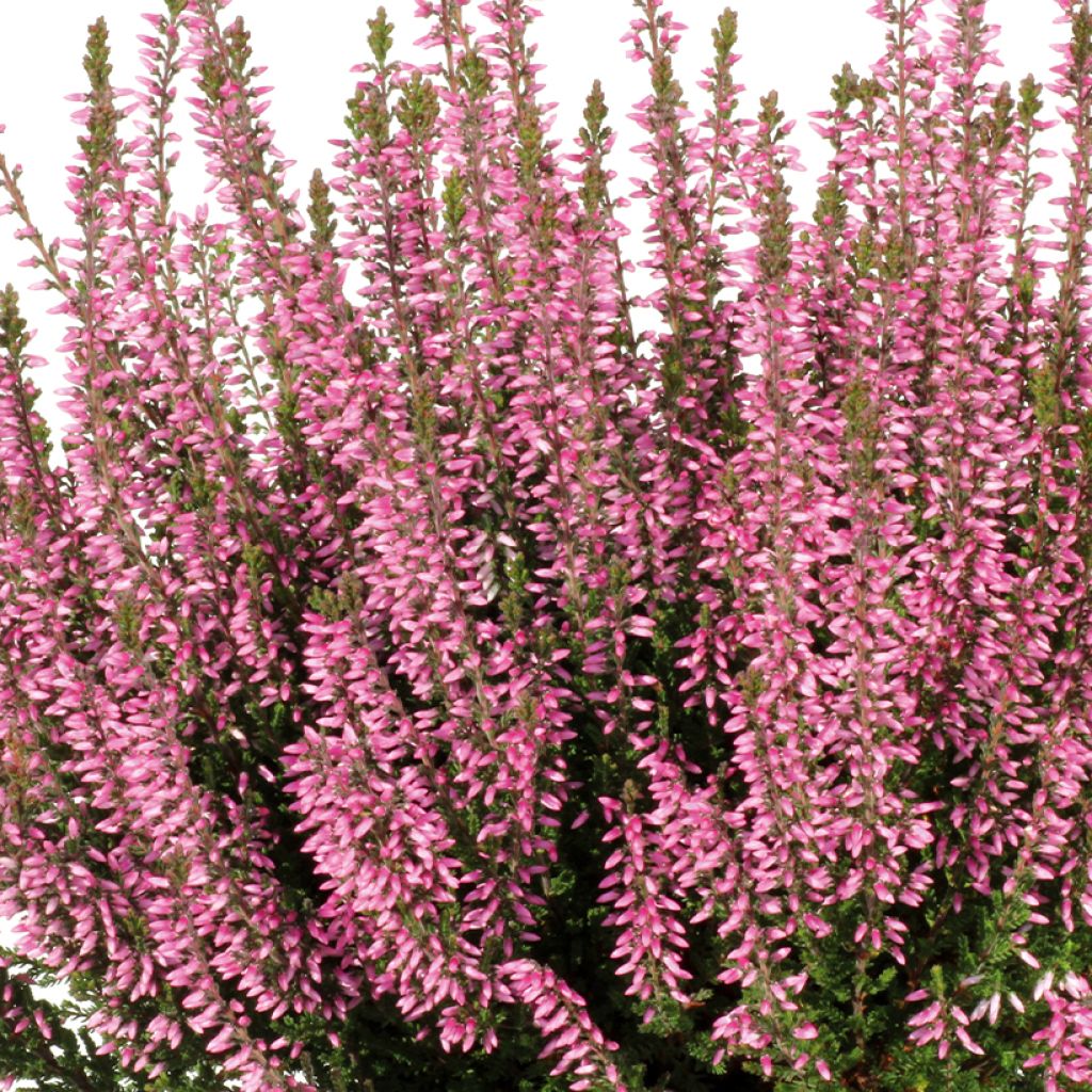 Calluna vulgaris Pink Bettina - Zomerheide