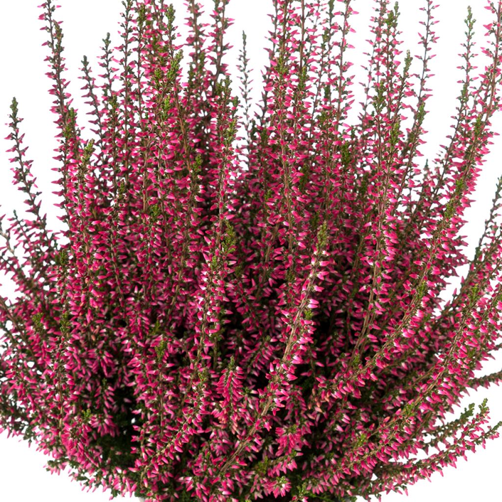 Calluna vulgaris Selma - Zomerheide