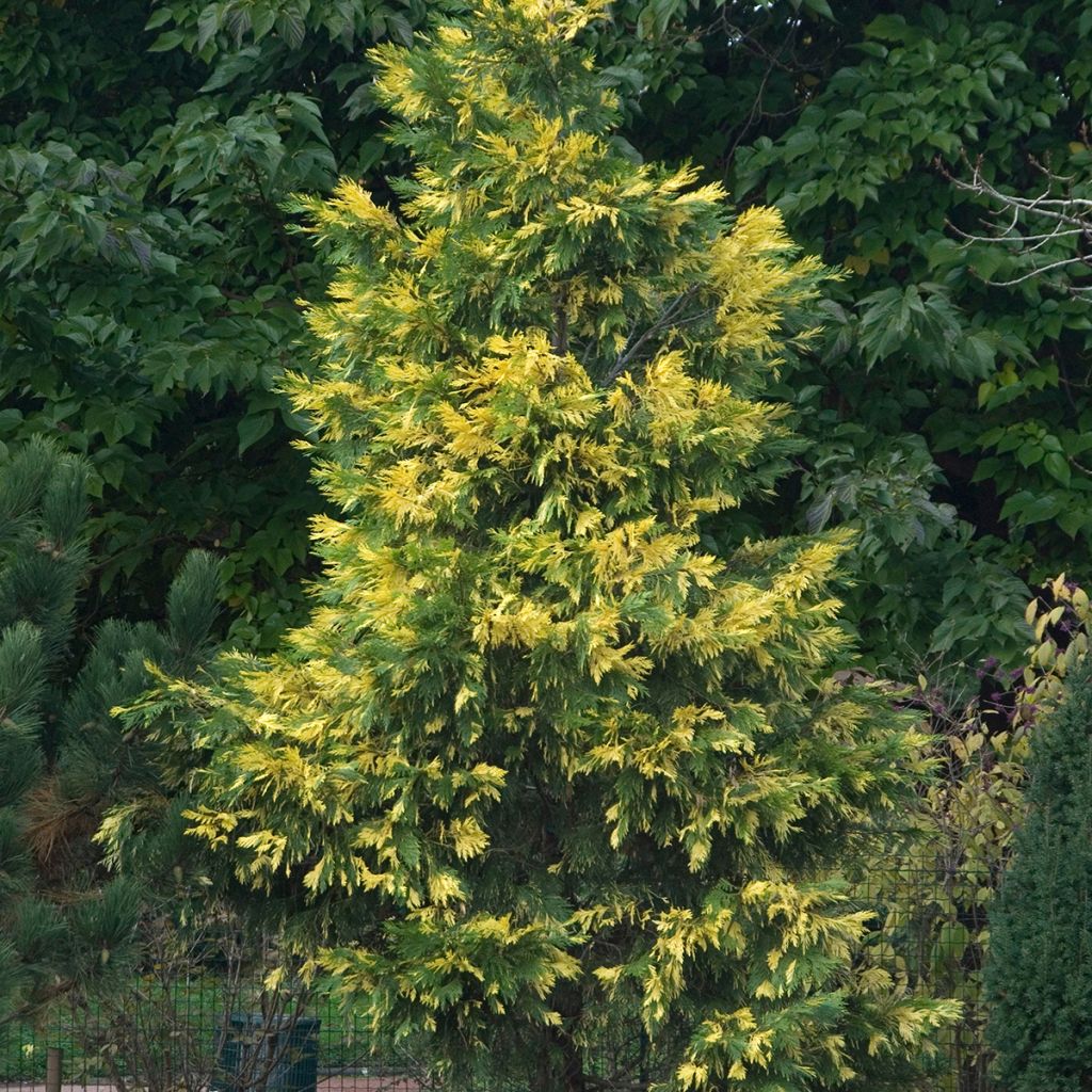 Calocedrus decurrens Aureovariegata