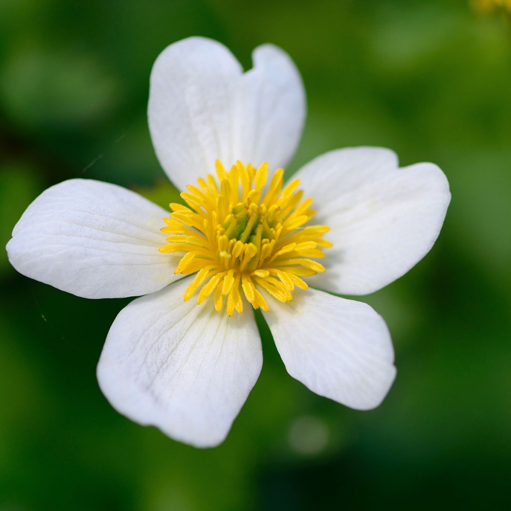 Caltha palustris var. alba - Witte dotterbloem