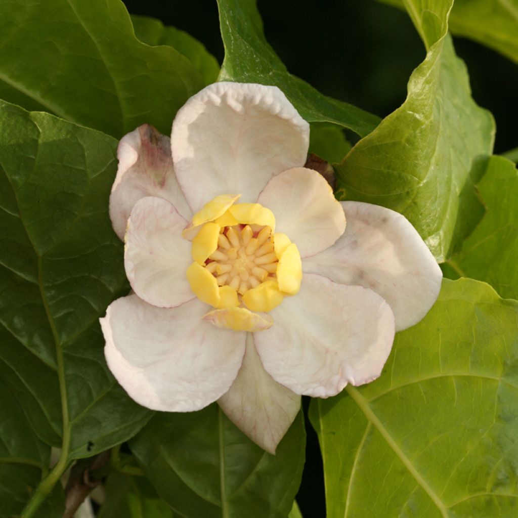 Calycanthus chinensis - Sinocalycanthus