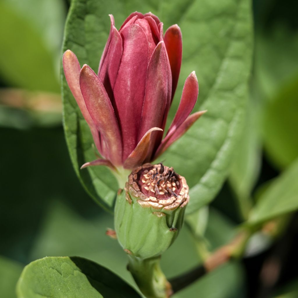 Calycanthus floridus - Specerijstruik