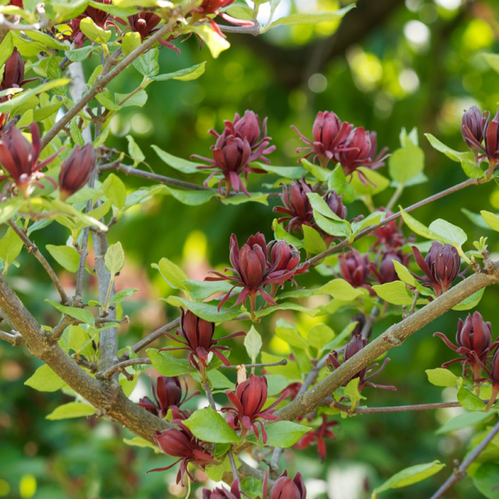 Calycanthus floridus - Specerijstruik
