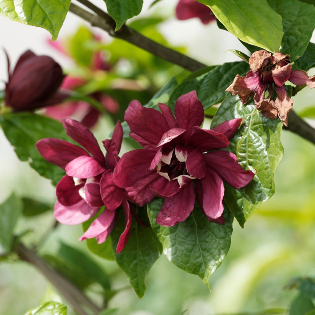 Calycanthus raulstonii Aphrodite - Specerijstruik