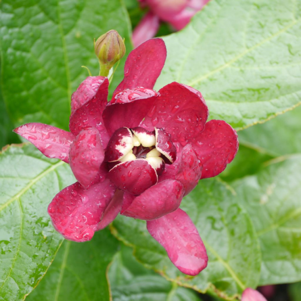 Calycanthus raulstonii Aphrodite - Specerijstruik