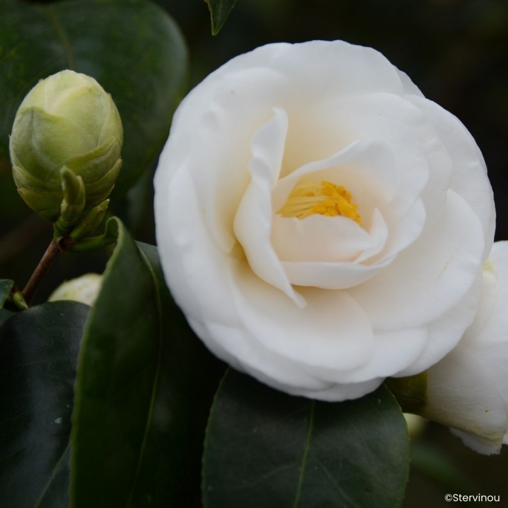 Camellia japonica Janet Waterhouse - Japanse camelia