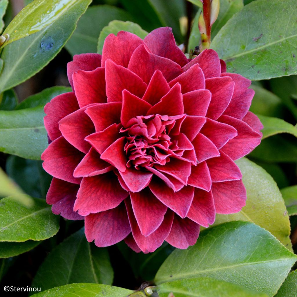 Camellia japonica Manuroa Road - Japanse camelia