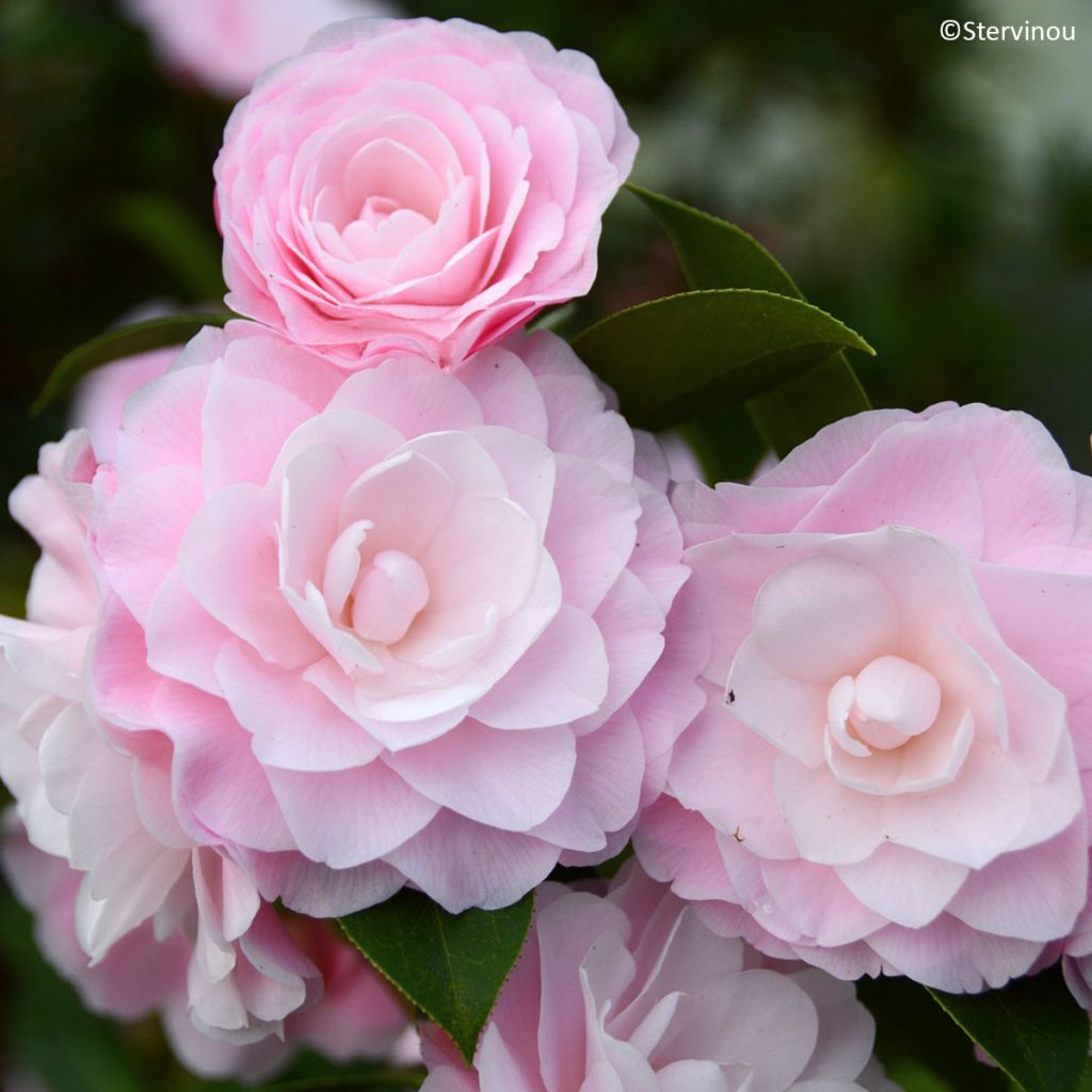 Camellia x williamsii Mimosa Jury - Williamsii-camelia