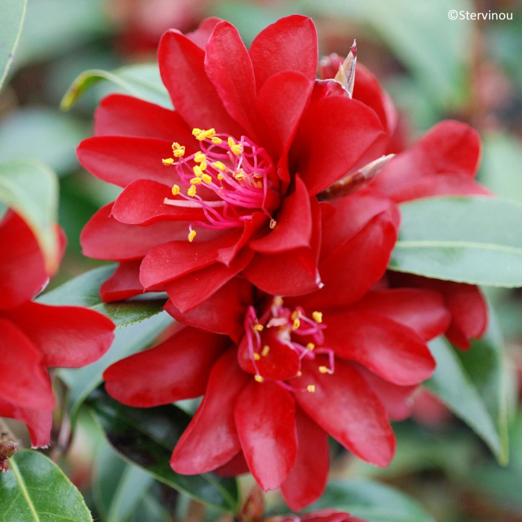 Camellia x williamsii Night Rider - Williamsii-camelia