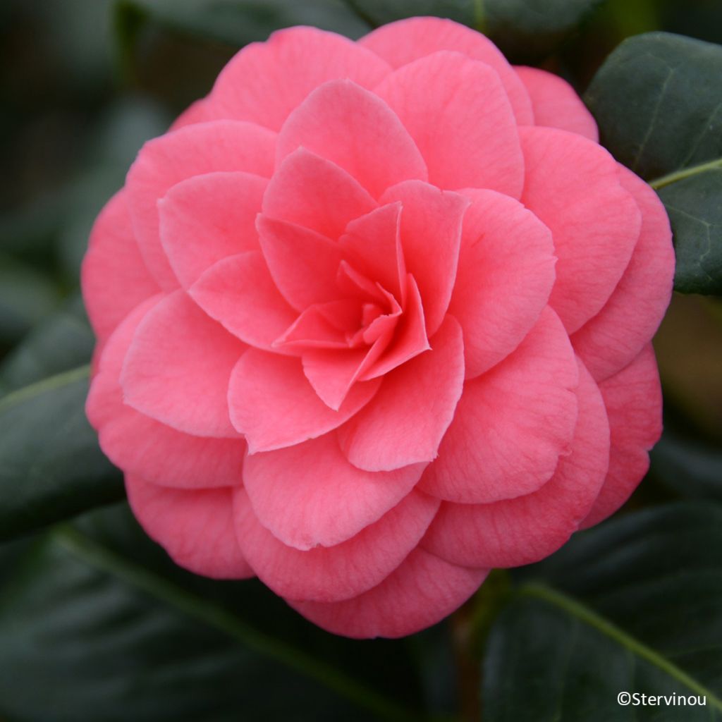 Camellia japonica Tada Meibi - Japanse camelia