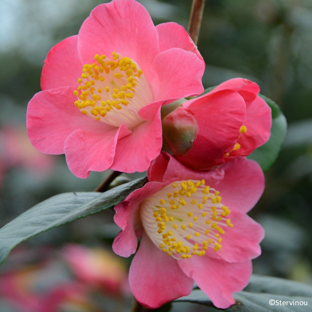 Camellia japonica Ville du Havre - Japanse camelia