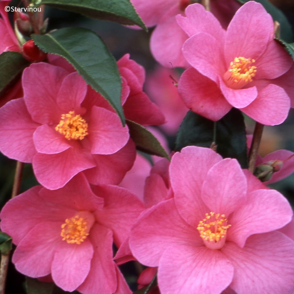 Camellia Crimson Candles - Japanse roos