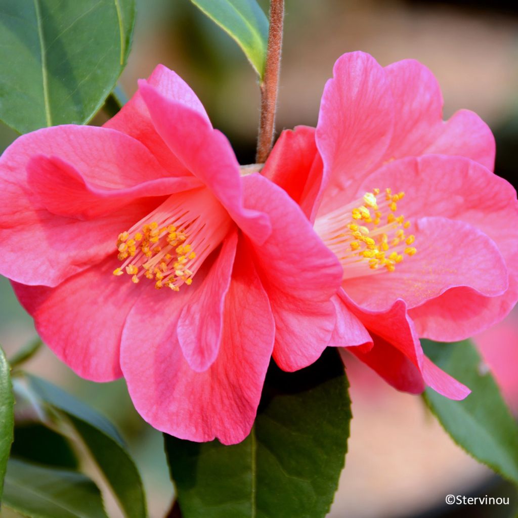 Camellia Crimson Candles - Japanse roos