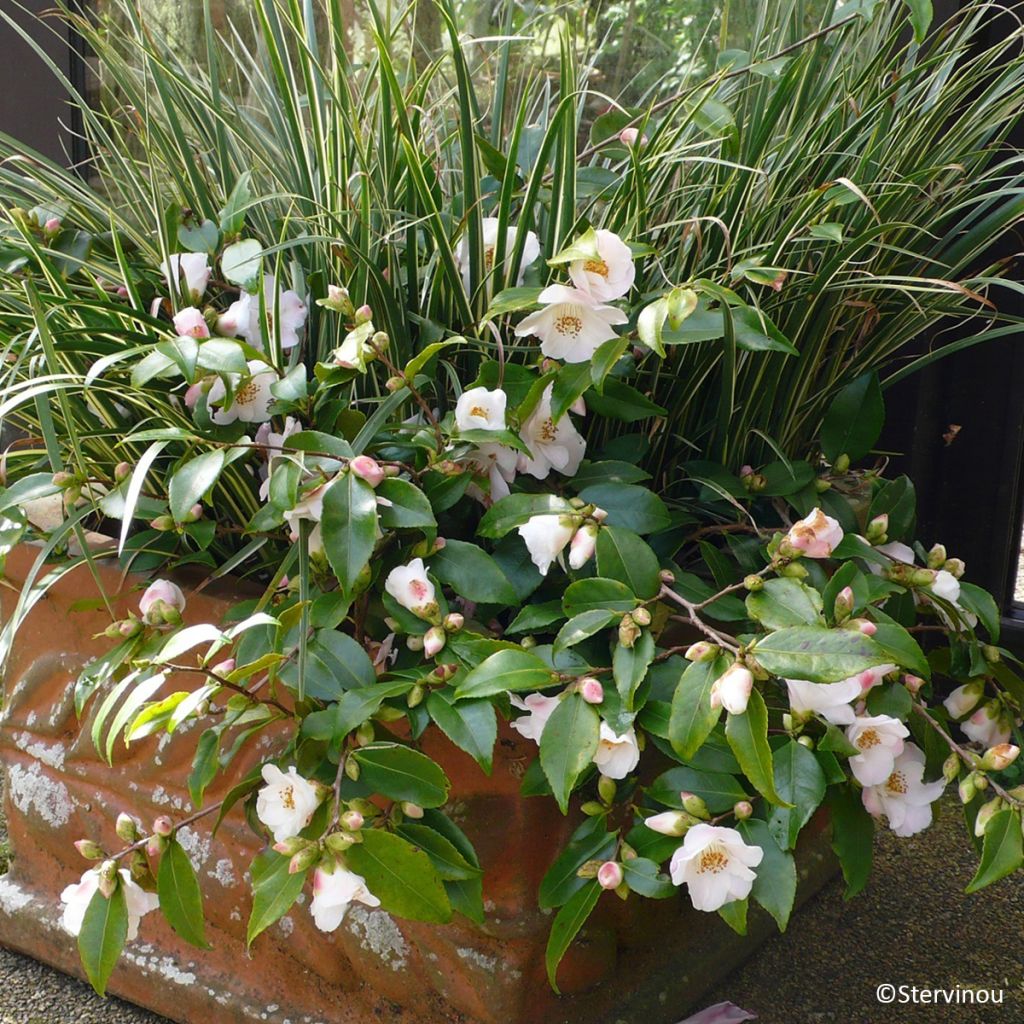 Camellia Quintessence