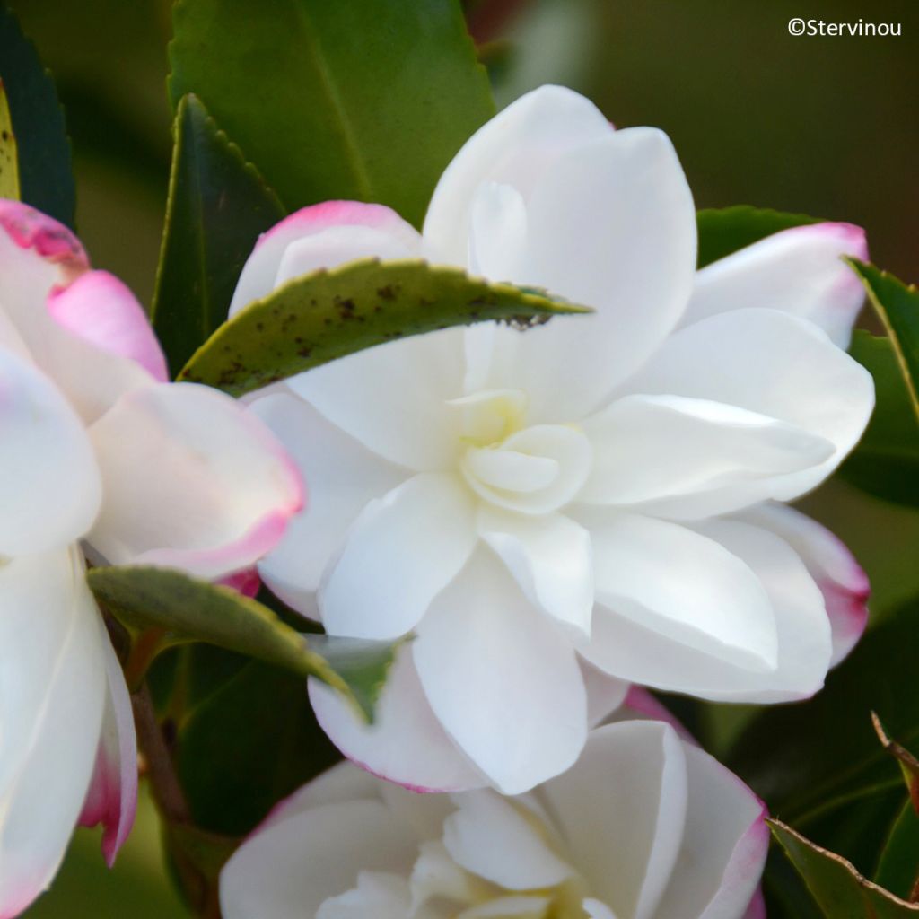 Camellia sasanqua Blush - Herfstcamelia