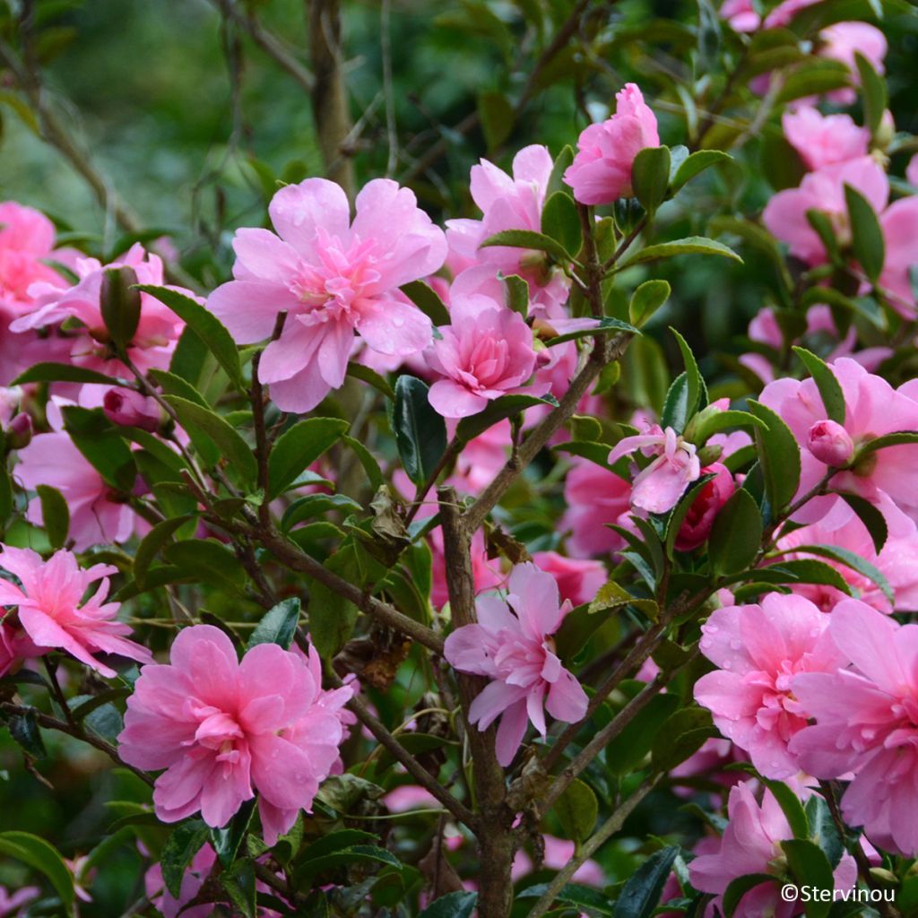 Camellia hiemalis Elfin