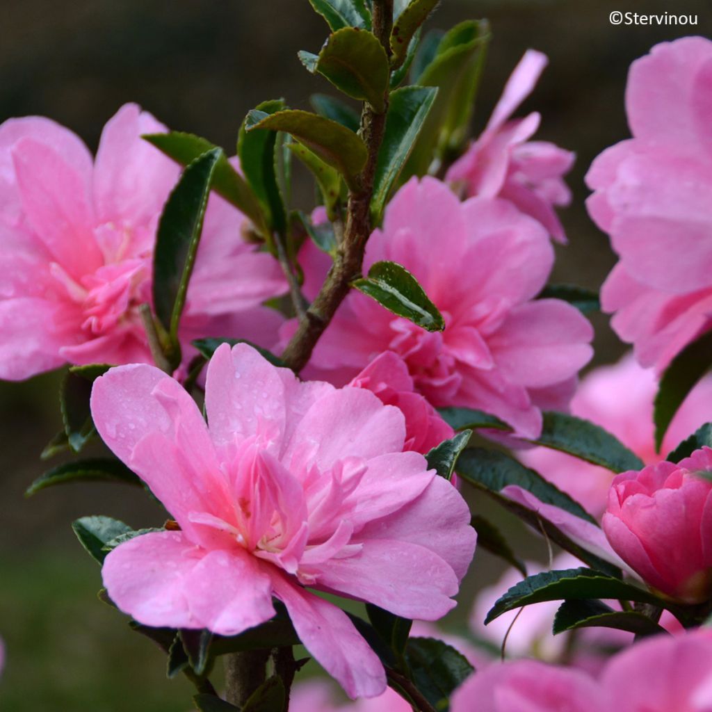 Camellia hiemalis Elfin