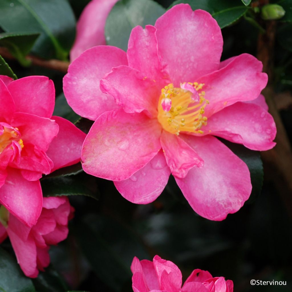 Camellia sasanqua Hiryu - Herfstcamelia