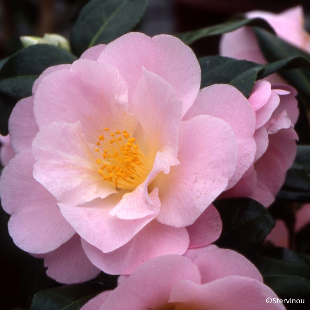 Camellia Nicky Crisp - Japanse roos