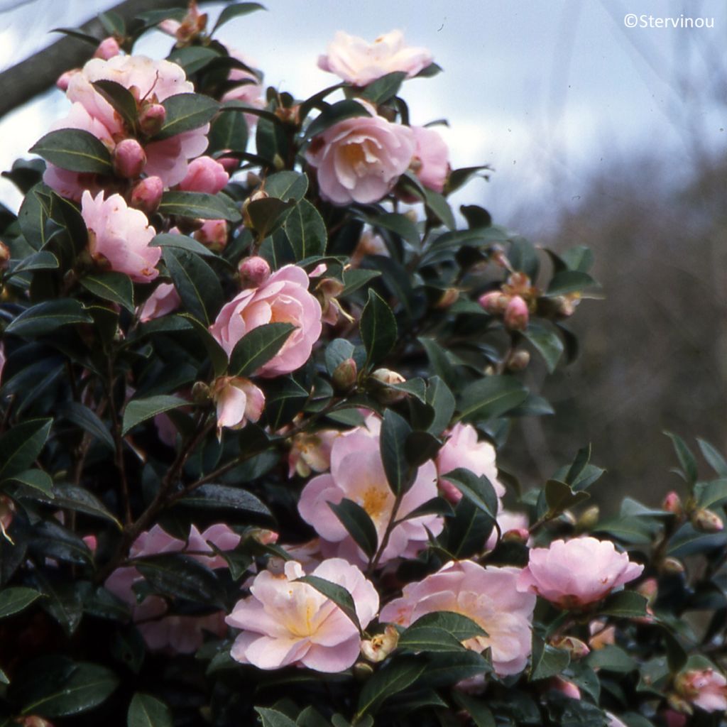 Camellia Nicky Crisp - Japanse roos
