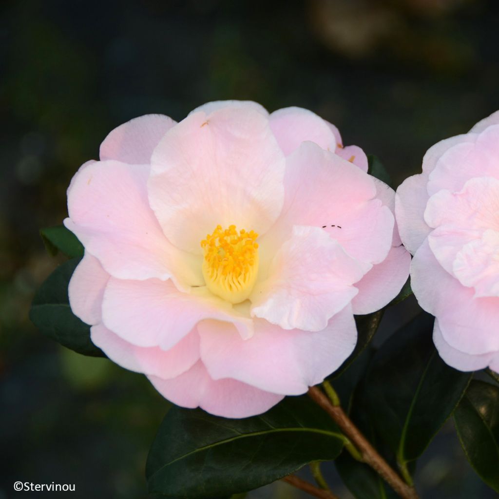 Camellia Nicky Crisp - Japanse roos